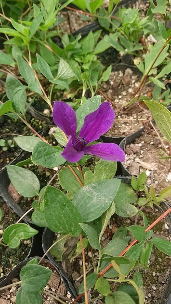 Amazon | クレマチス アフロディーテエレガフミナ 2年生苗 | 果物